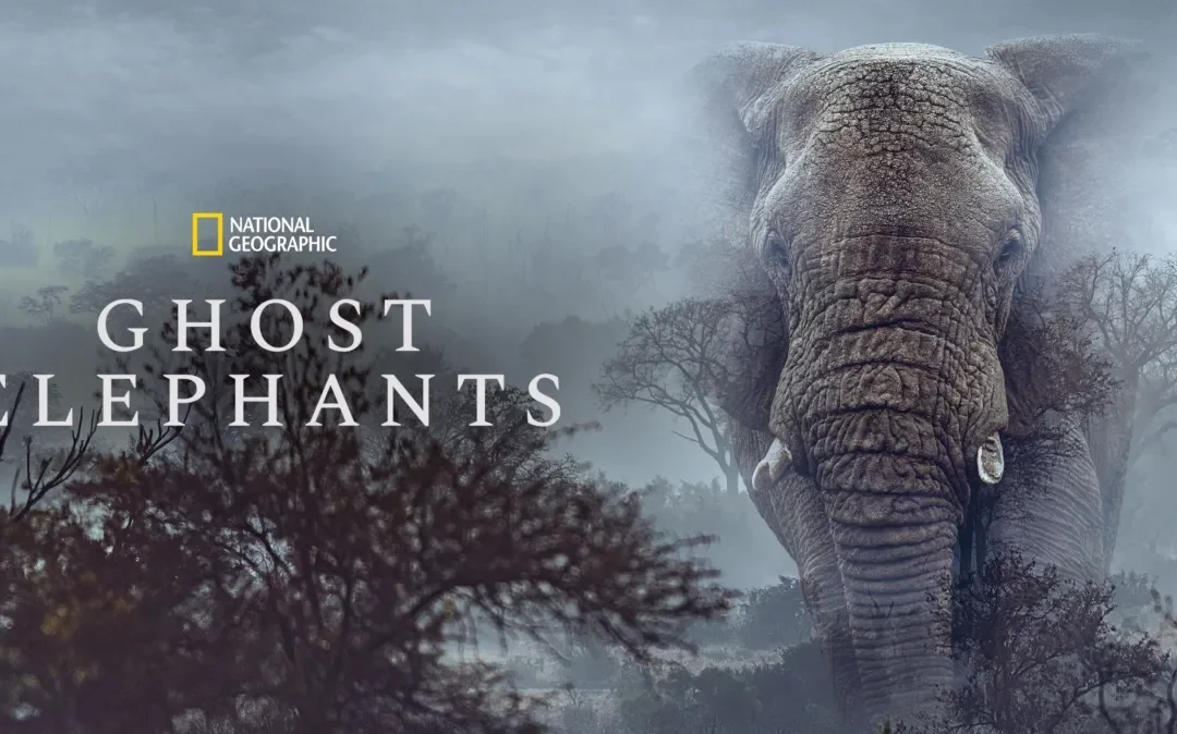 Ghost Elephants, în căutarea turmelor de elefanți gigant din Angola